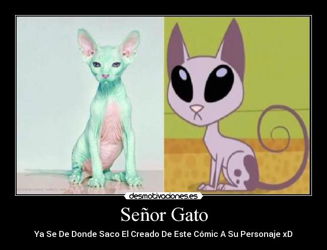 Señor Gato - 
