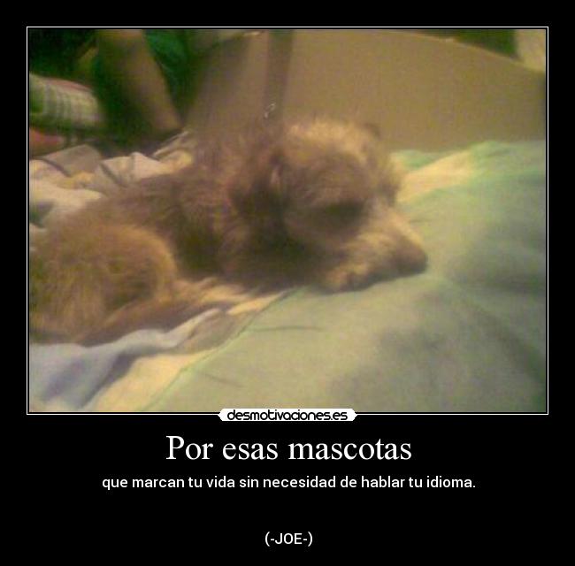 Por esas mascotas - que marcan tu vida sin necesidad de hablar tu idioma.
 

(-JOE-)
