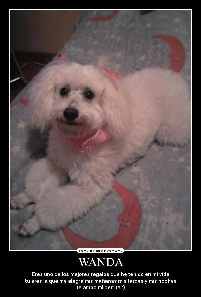 WANDA - 