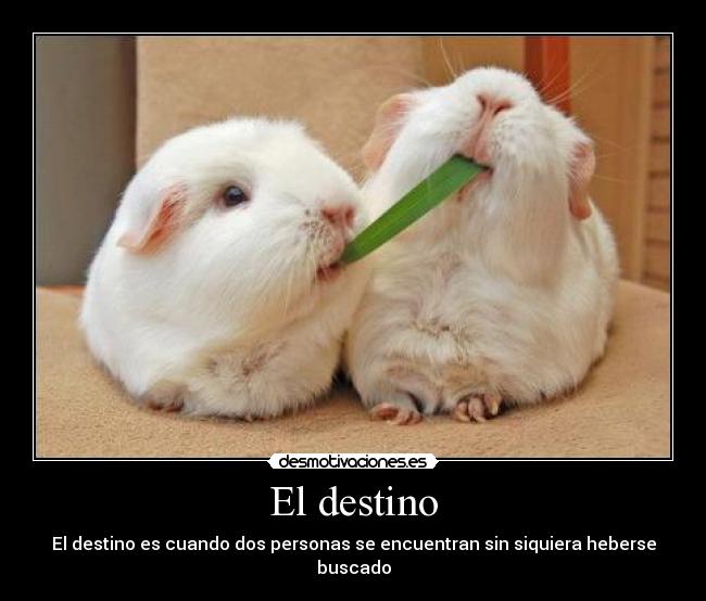 El destino - El destino es cuando dos personas se encuentran sin siquiera heberse buscado
