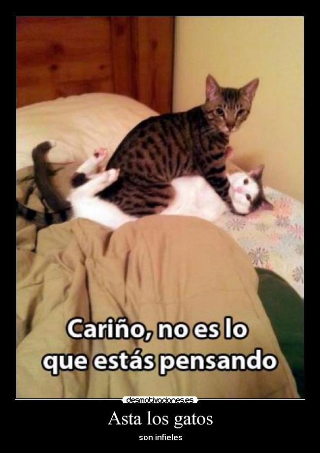 carteles gatos desmotivaciones