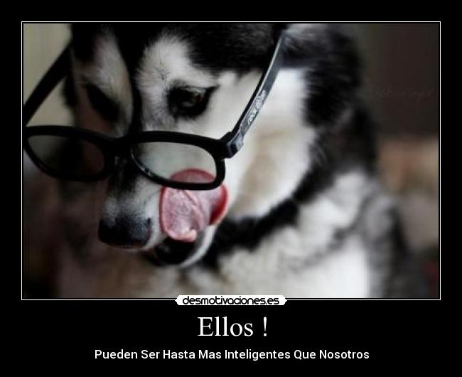Ellos ! - Pueden Ser Hasta Mas Inteligentes Que Nosotros