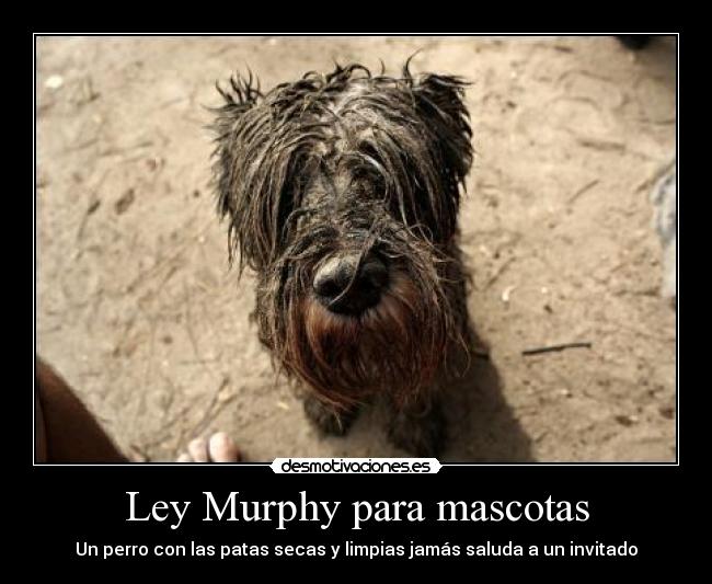 Ley Murphy para mascotas -