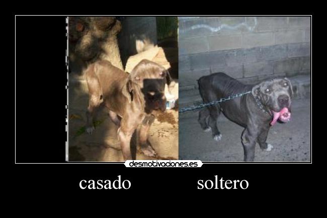 casado             soltero - 