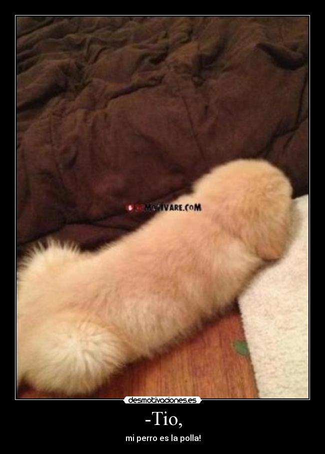 -Tio, - mi perro es la polla!