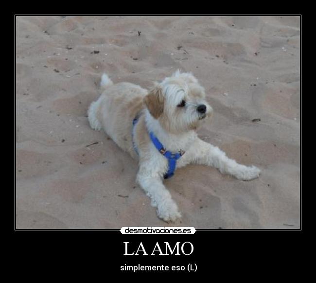 LA AMO -
