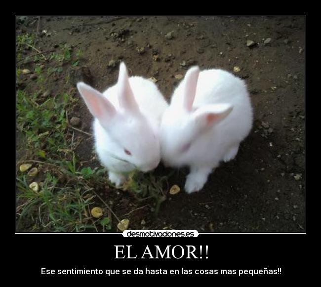 EL AMOR!! - Ese sentimiento que se da hasta en las cosas mas pequeñas!!