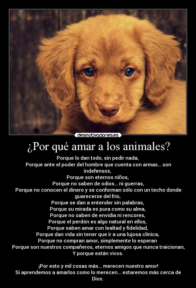 ¿Por qué amar a los animales? -