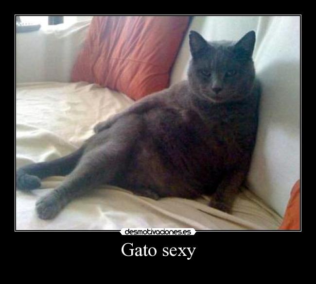 Gato sexy -