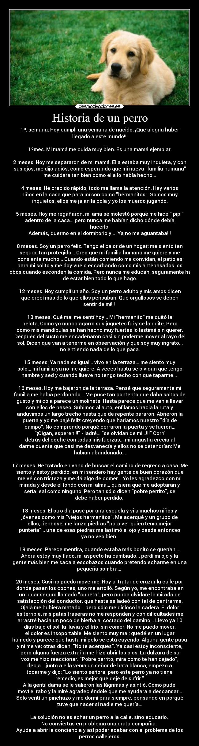 Historia de un perro -