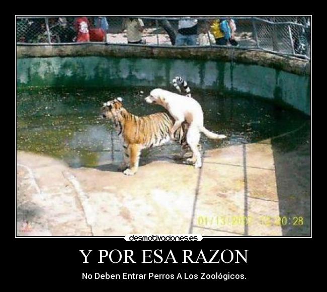 Y POR ESA RAZON - No Deben Entrar Perros A Los Zoológicos.