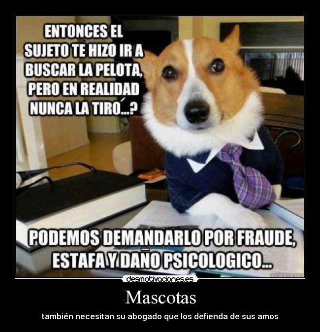 Mascotas - también necesitan su abogado que los defienda de sus amos