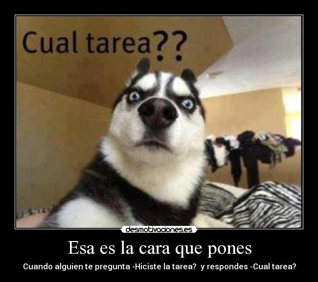 Esa es la cara que pones - Cuando alguien te pregunta -Hiciste la tarea?  y respondes -Cual tarea?