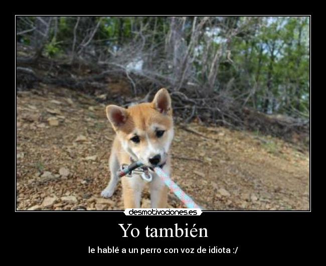 Yo también - le hablé a un perro con voz de idiota :/