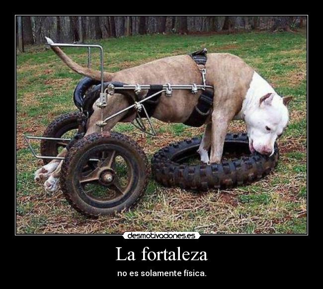 La fortaleza - no es solamente física.