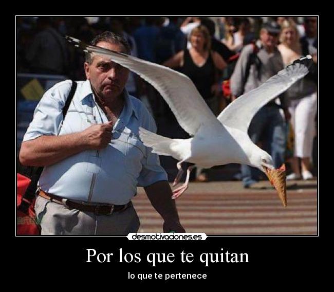 carteles gaviota desmotivaciones