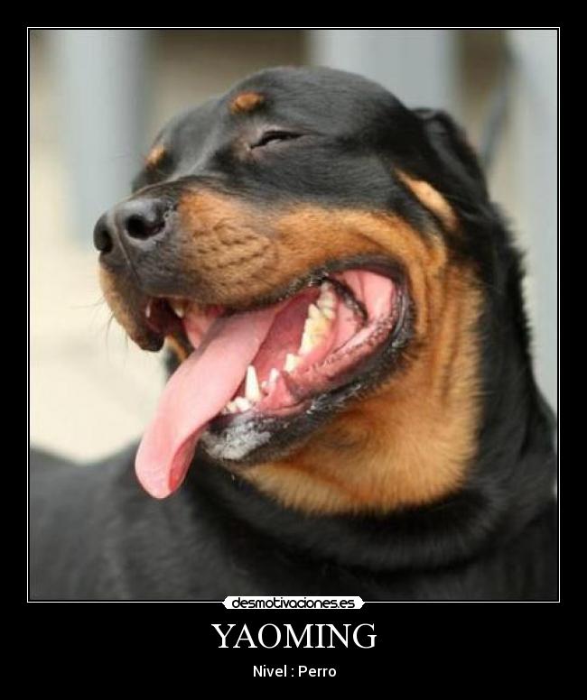YAOMING -
