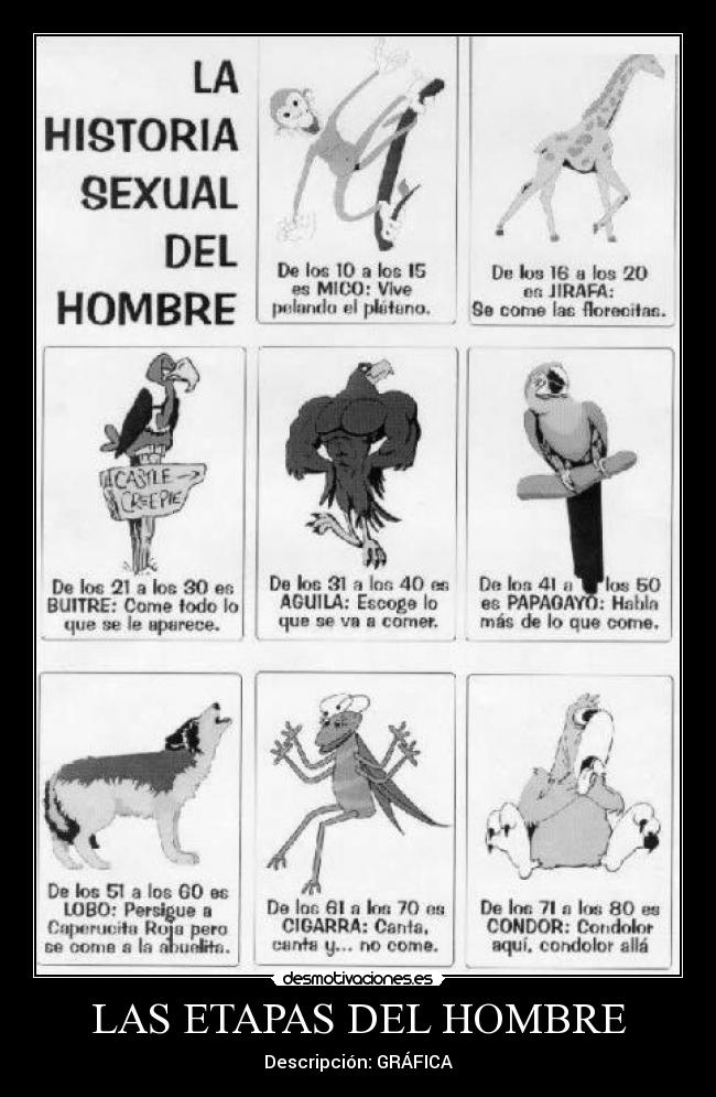 LAS ETAPAS DEL HOMBRE - Descripción: GRÁFICA