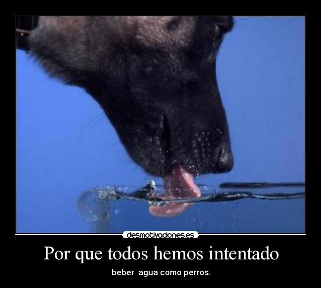 Por que todos hemos intentado - beber  agua como perros.