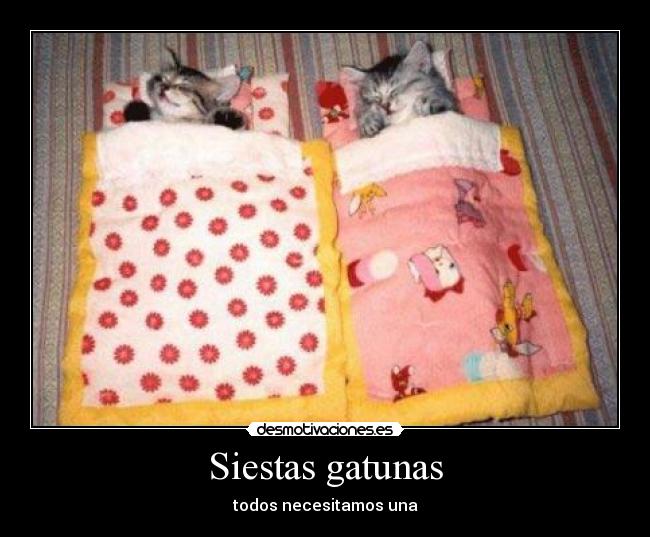 Siestas gatunas - todos necesitamos una