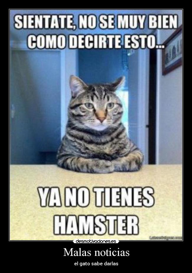 Malas noticias - el gato sabe darlas