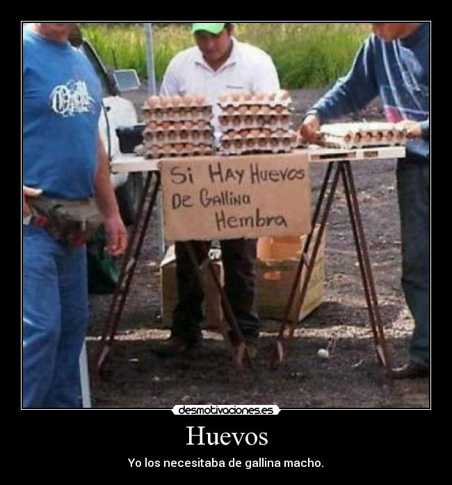 Huevos - Yo los necesitaba de gallina macho.