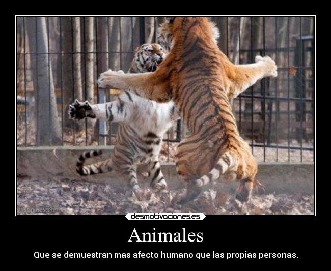 carteles animales esos tigres son hermosos desmotivaciones