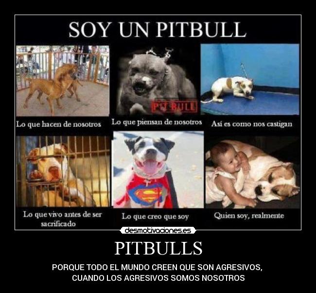 carteles pitbulls porque todo mundo creen que son agresivos cuando los agresivos somos nosotros animales desmotivaciones