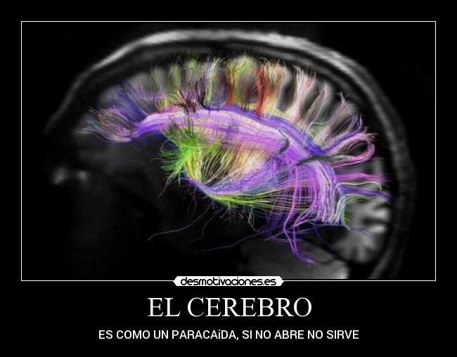 EL CEREBRO - ES COMO UN PARACAiDA, SI NO ABRE NO SIRVE