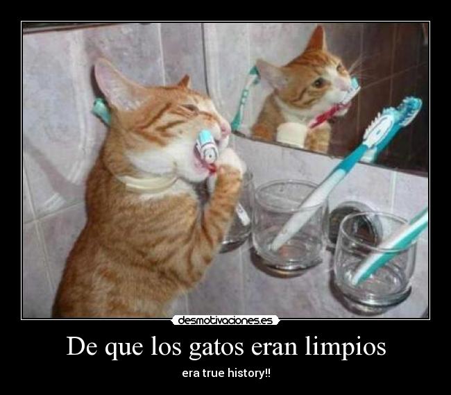 De que los gatos eran limpios - era true history!!