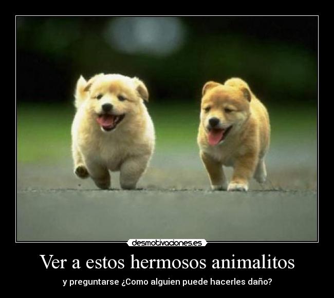 Ver a estos hermosos animalitos -