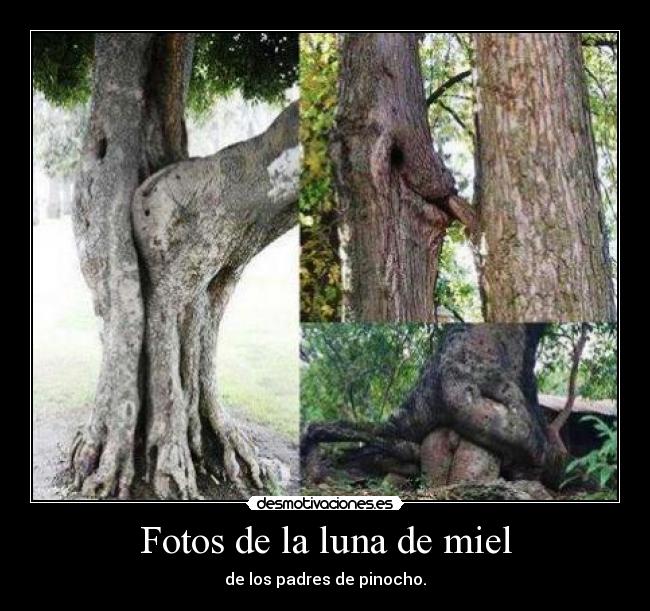 Fotos de la luna de miel - de los padres de pinocho.