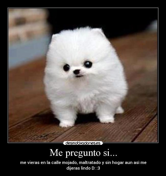 Me pregunto si... - me vieras en la calle mojado, maltratado y sin hogar aun asì me dijeras lindo D: :3