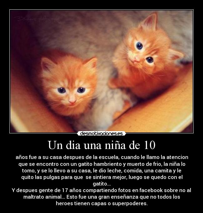 carteles gatito desmotivaciones