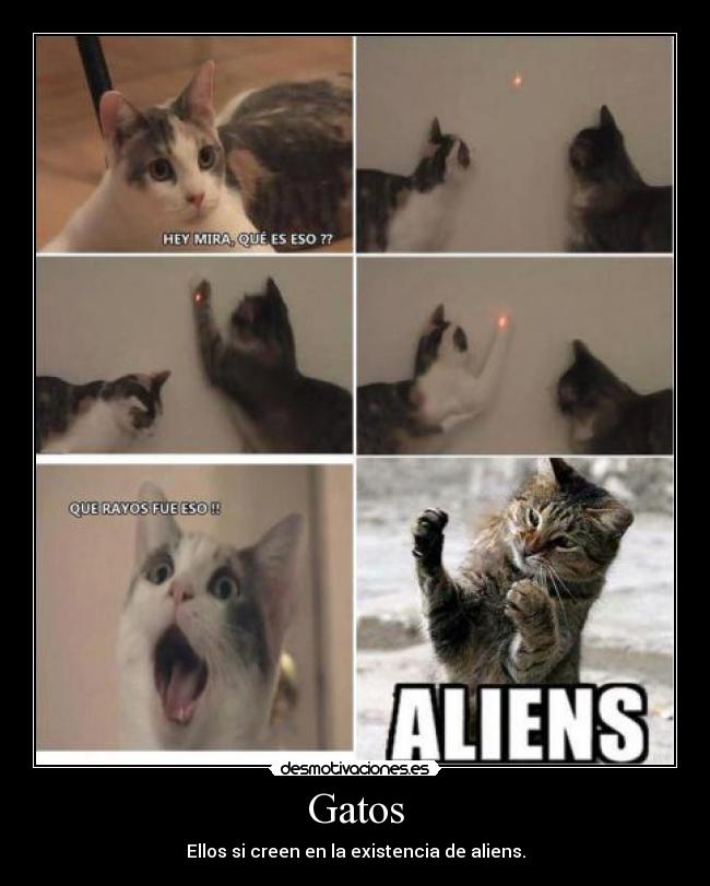 Gatos - Ellos si creen en la existencia de aliens.