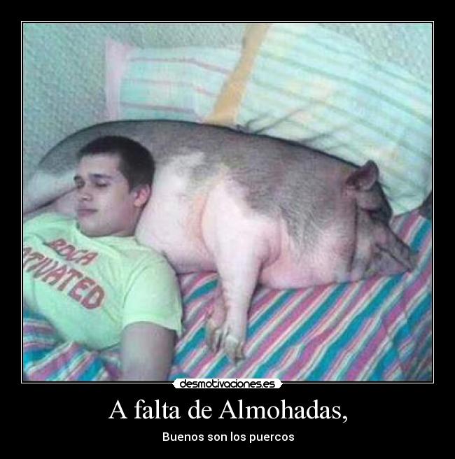 A falta de Almohadas, - Buenos son los puercos