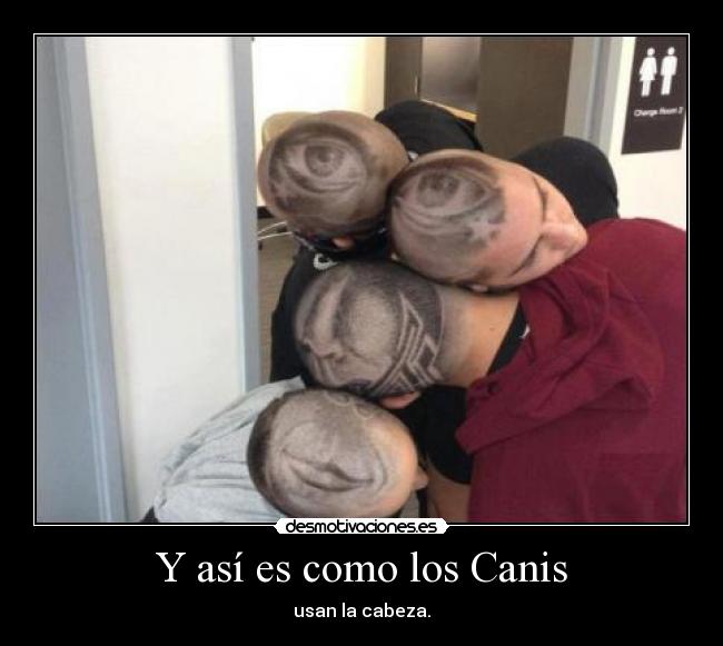 Y así es como los Canis - 