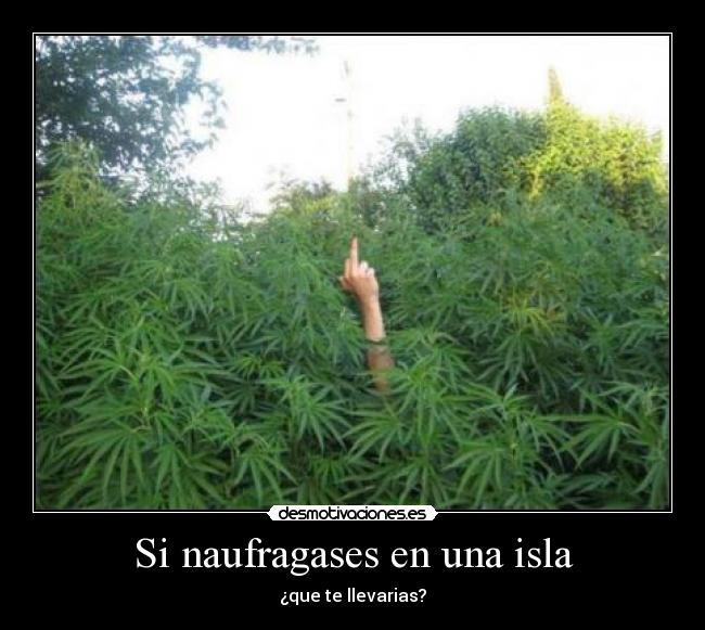 Si naufragases en una isla - ¿que te llevarias?