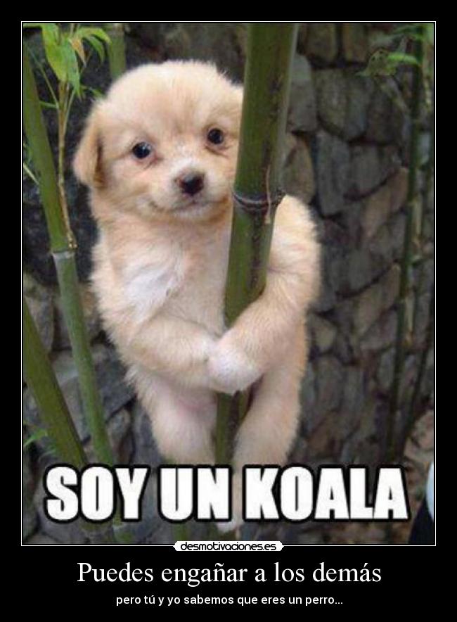 Puedes engañar a los demás - pero tú y yo sabemos que eres un perro...