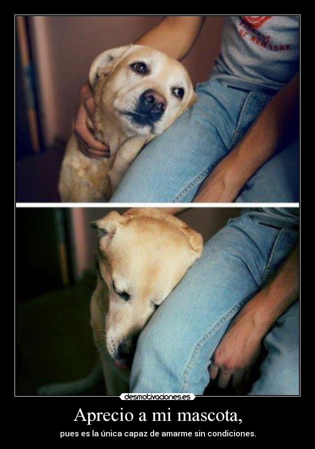 Aprecio a mi mascota, - 