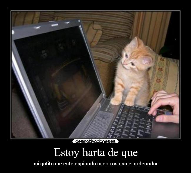 Estoy harta de que - mi gatito me esté espiando mientras uso el ordenador