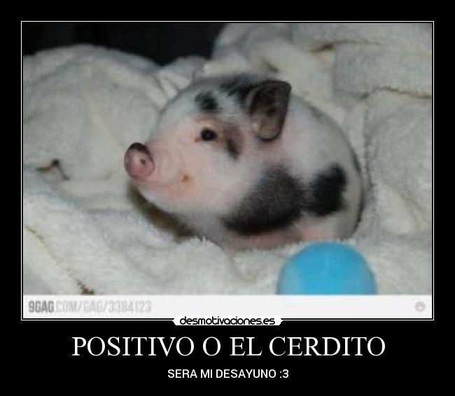POSITIVO O EL CERDITO -