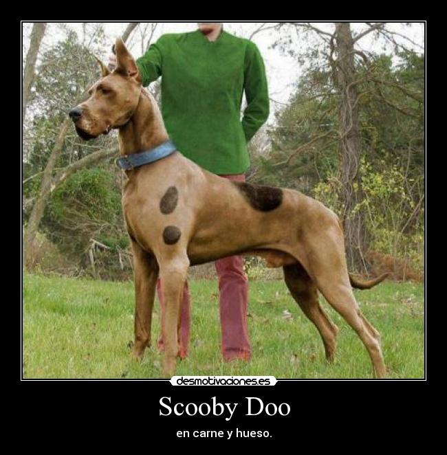 Scooby Doo -
