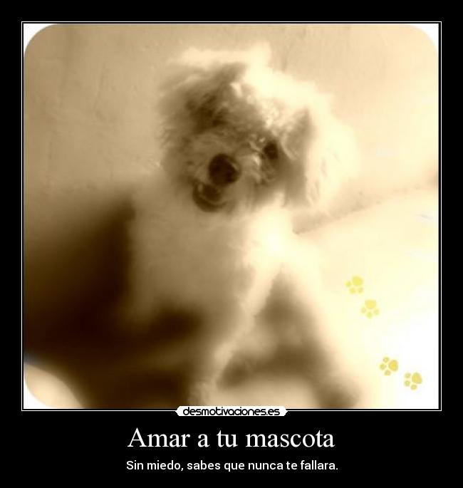 Amar a tu mascota - 