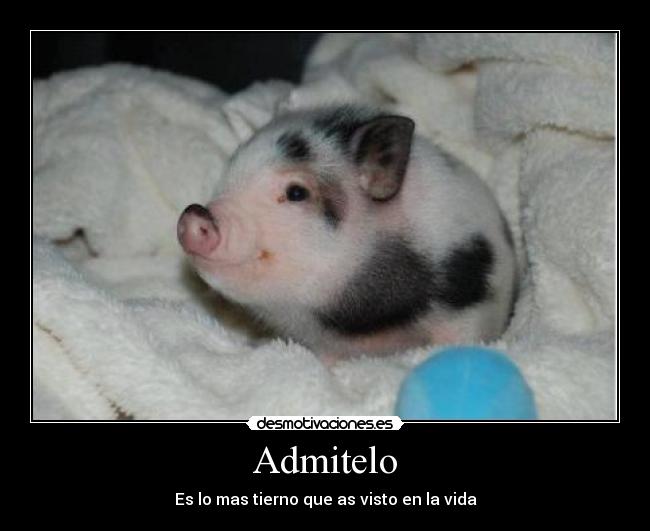 Admitelo - Es lo mas tierno que as visto en la vida