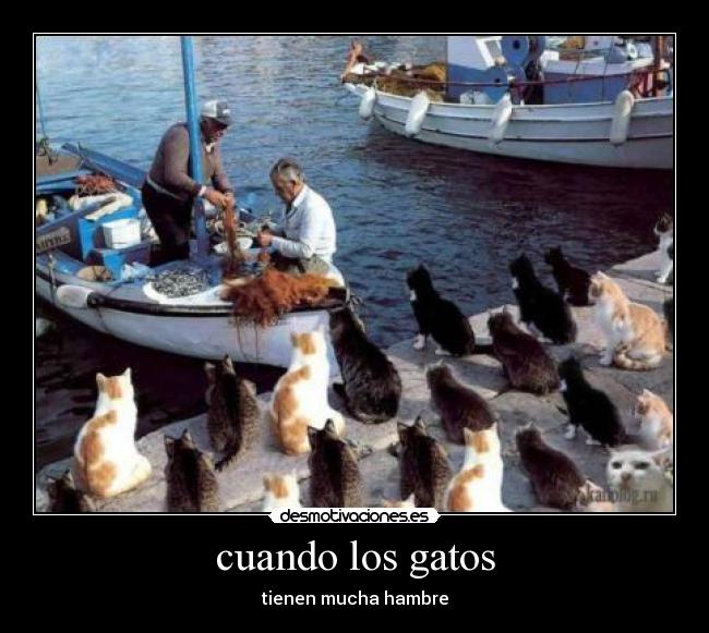 cuando los gatos - tienen mucha hambre