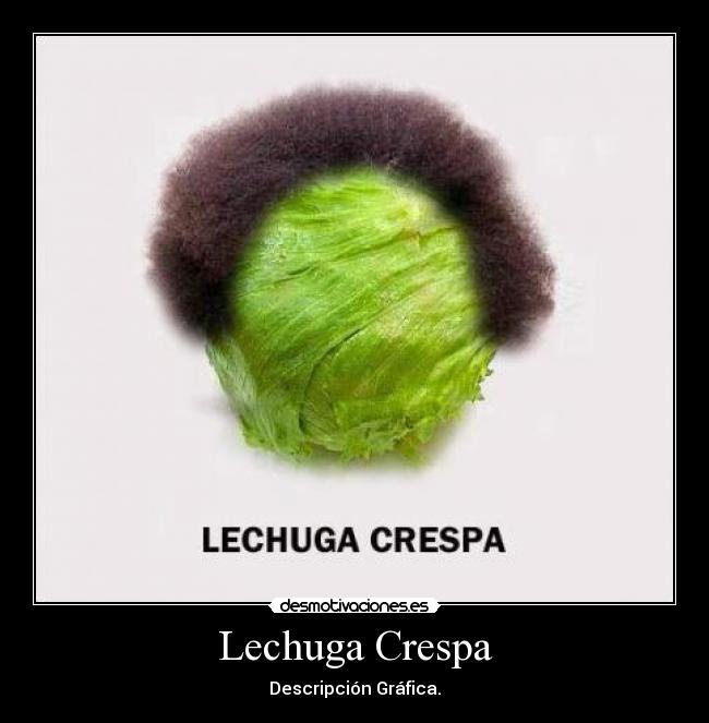 Lechuga Crespa - Descripción Gráfica.