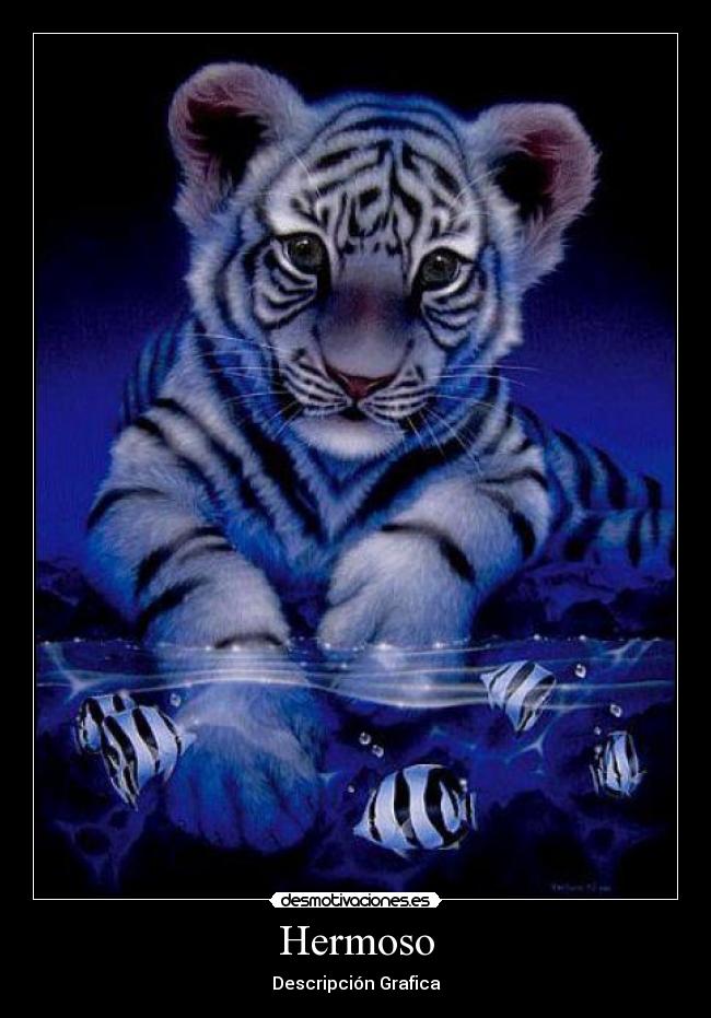 Hermoso - Descripción Grafica
