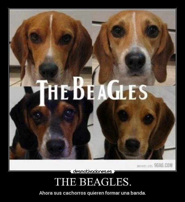THE BEAGLES. -