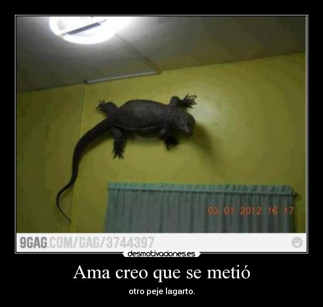 Ama creo que se metió - otro peje lagarto.
